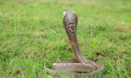 眼镜蛇视频,揭秘神秘毒蛇的生存智慧与致命一击